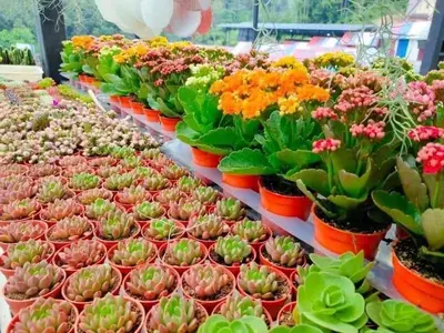 a display of plants and flowers in pots at Amy Homestay in Brinchang
