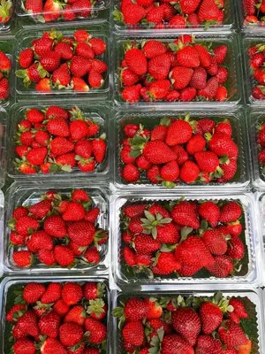a bunch of strawberries are in plastic containers at Amy Homestay in Brinchang