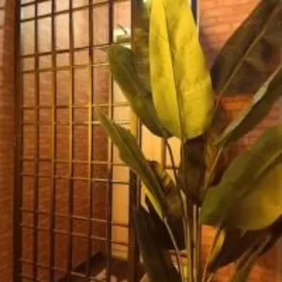 a yellow flower in front of a cage at Sabai Sabai Guesthouse in Bayan Lepas in Bayan Lepas