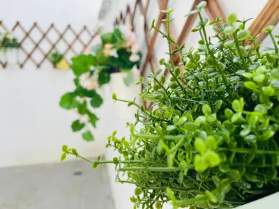 a green plant in a pot on a wall at Georgetown Kyash House 23 in George Town