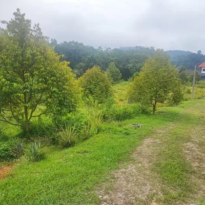 a dirt road in a field with trees at Lipis Riverfront Resort in Kuala Lipis