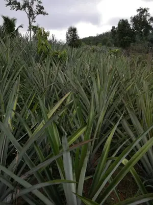 a field of tall green plants at Lipis Riverfront Resort in Kuala Lipis