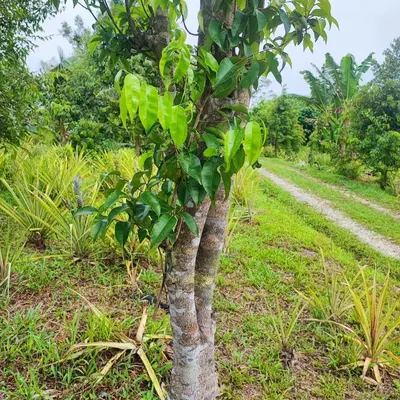 a small tree in the middle of a field at Lipis Riverfront Resort in Kuala Lipis