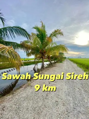 a dirt road with palm trees on a beach at AISY HOMESTAY - Rumah 2 atau 3 in Kampong Tanjong Karang