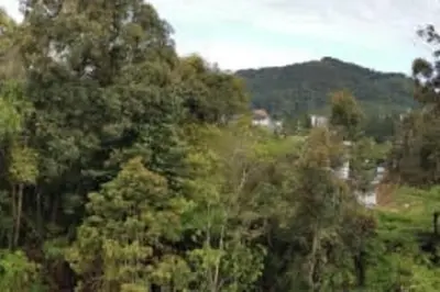 a forest of trees with a mountain in the background at Highland Green at Quintet (3BR/ 8pax) in Tanah Rata