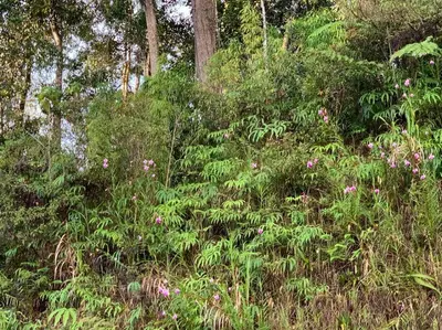 a forest filled with lots of plants and trees at Highland Green at Quintet (3BR/ 8pax) in Tanah Rata
