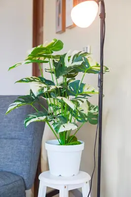 a plant on a white table next to a lamp at The Octagon Ipoh -- In the Heart of the City in Ipoh