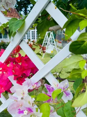 a white fence surrounded by flowers at British Granny's Cottage in Georgetown in Jelutong