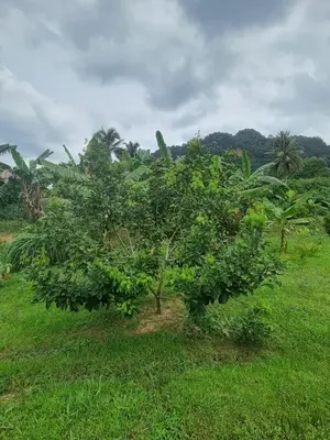 a small tree in a field of grass at Tambun Hillview Cottage 2 in Ipoh
