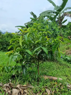 a small green tree in the grass at Tambun Hillview Cottage 2 in Ipoh