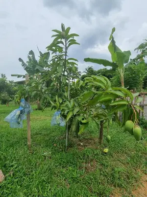 a row of green fruit trees in a field at Tambun Hillview Cottage 2 in Ipoh