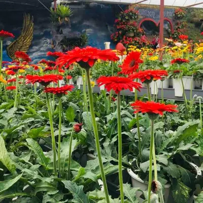 a group of red flowers in a garden at Cameron Highlands, The Breeze @ Barrington Square in Brinchang