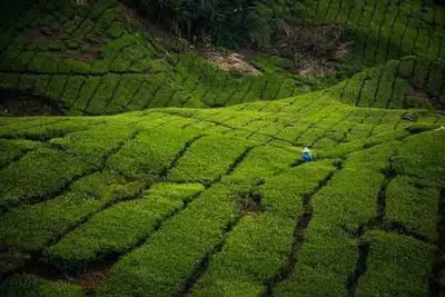 a person working in a field of green crops at Hanna Homestay Apartment for Muslim in Tanah Rata