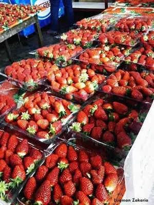 a display of strawberries in trays at a market at Hanna Homestay Apartment for Muslim in Tanah Rata