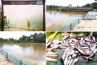 a collage of photos of a river with fish at Homestay Teacher,Perak, Gerikmist in Gerik