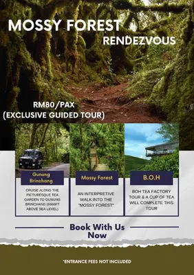 a screenshot of a forest renewal website with a tree at Rovers Inn Guesthouse - Age 11 And Above Only in Tanah Rata