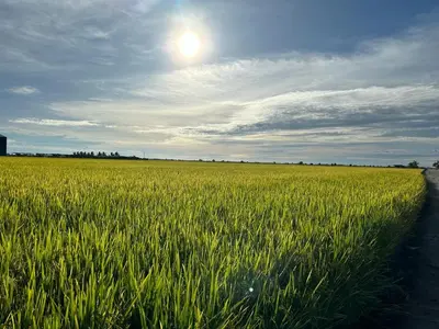 a field of green grass with the sun in the sky at Sekinchan Simple LoveSea House ~ Seaview 3-14AB in Sekincan