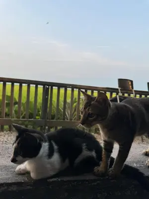 two cats are standing next to each other at MostPopular!!! Hay Cafe TranquilFields - OnlyYou with Hay, Rentable For Event in Sekincan