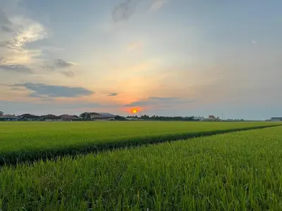 a field of green grass with the sunset in the background at MostPopular!!! Hay Cafe TranquilFields - OnlyYou with Hay, Rentable For Event in Sekincan
