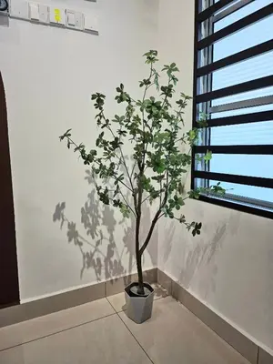 a tree in a pot in a room with a window at Air-home No 28 Simpang near Aulong Econsave, 3BR, 7pax, Netflix in Simpang