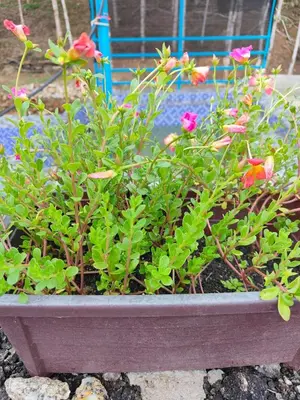 a flower pot with pink flowers and green plants at Homestay Teratak D`kemangi with Private Pool in Baling