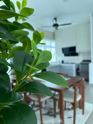 a green plant in a living room with a table at Tiny House PT82 Kg Gumut Tambahan in Kalumpang