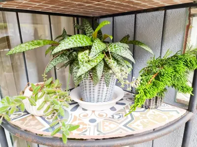 a table with three plants on top of it at Mossy Forest Family Retreat II, 2-8 pax, Cameron Highlands in Cameron Highlands