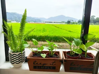 three potted plants sitting on a window sill next to a field at Mai Paddy Cottage, Balik Pulau in Balik Pulau