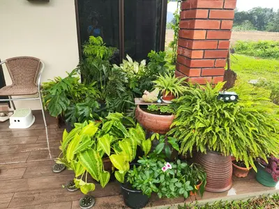 a bunch of plants in pots on a porch at Mai Paddy Cottage, Balik Pulau in Balik Pulau