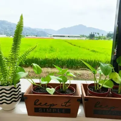 Mai Paddy Cottage