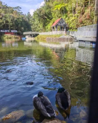two ducks swimming in a river with a bridge at Silverpar B5-5-1 Mountain View(walk up 2 floor up) in Bukit Fraser