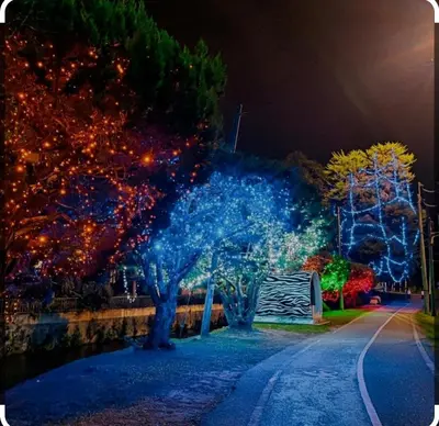 a group of trees decorated with christmas lights at night at Hillside cottage chalet studio in Tanah Rata