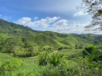auliculiculiculiculiculiculiculiculiculiculiculiculiculiculic at Aufa Homestay 2 at Emerald Avenue Brinchang in Brinchang