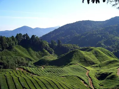 a view of a green hill with mountains in the background at Cameron Kea Farm Hotel in Brinchang