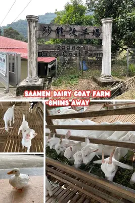 a group of birds standing in front of a sign at Nyaman Sweet Home in Balik Pulau