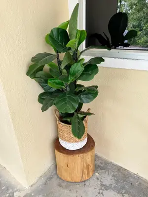 a plant sitting on a wooden stump next to a window at D’Puteri Homestay Bidor in Bidur