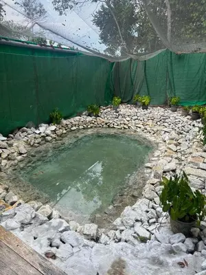 a small pool of water in a garden at Woodcookies Guesthouse in Pangkor