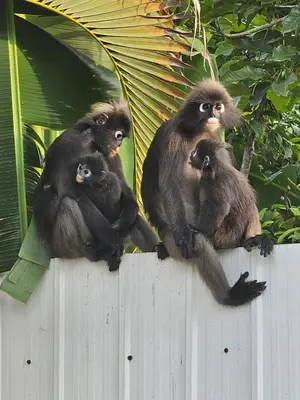 a group of monkeys sitting on top of a fence at Bintara Guesthouse Sri Sayang Batu Ferringhi in Batu Ferringhi