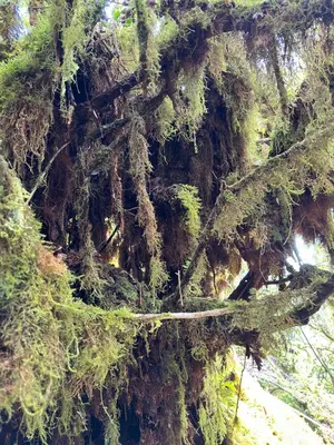 a bunch of moss on a tree at DADDY HOMES 2 Emerald Avenue Centrum BRINCHANG VIEW in Brinchang