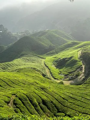 a green grassy hill with a dirt road on it at DADDY HOMES 2 Emerald Avenue Centrum BRINCHANG VIEW in Brinchang