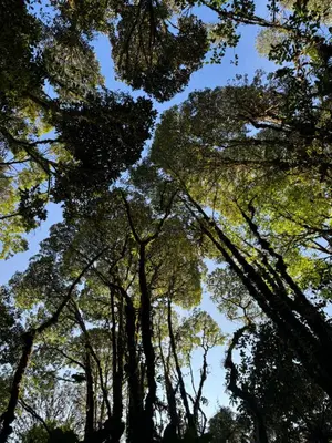 a view from the ground looking up into the trees at DADDY HOMES 2 Emerald Avenue Centrum BRINCHANG VIEW in Brinchang