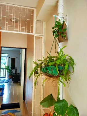 a bunch of potted plants hanging on a wall at Cozy & Comfy 3 rooms apartment near beach in Batu Ferringhi