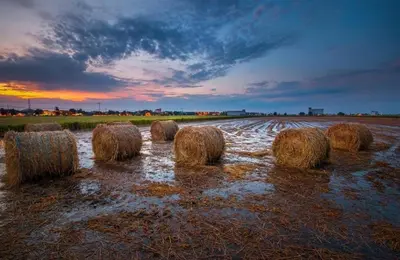 a group of hay bales in a flooded field at Sekinchan Fragrance \u82ac\u82b3\u6c11\u5bbf in Sekincan