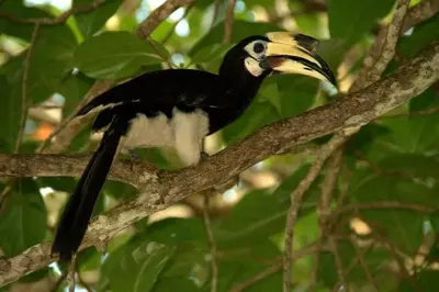 a black and white bird sitting on a tree branch at C 23 Lot 10 Pangkor Leisure Beach Studio in Pangkor