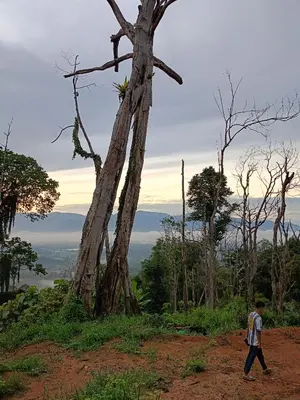 a man walking in front of a tree at Seri Raban Homestay in Kampong Kuala Chegar