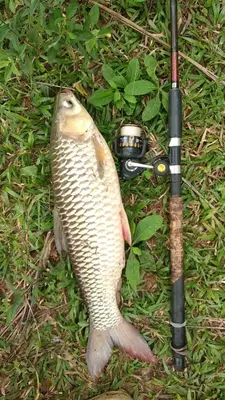 a fish laying on the ground next to a stick at Tranquil lake view retreat \u601d\u6e56\u8336\u5c4b in Ipoh