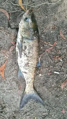 a fish is sitting on the ground at Tranquil lake view retreat \u601d\u6e56\u8336\u5c4b in Ipoh
