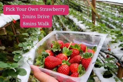 a person holding a container of strawberries in a greenhouse at Keafarm Highland Breeze in Brinchang