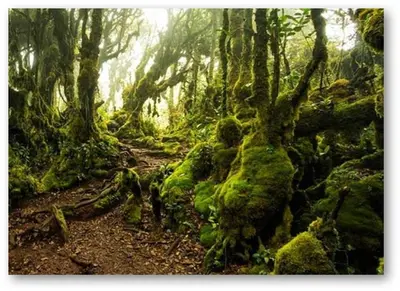 a forest with moss covered trees and a dirt trail at Cameron Nova Highlands Resorts III in Brinchang