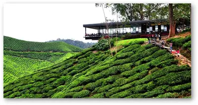 a tea house on top of a tea plantation at Cameron Nova Highlands Resorts III in Brinchang